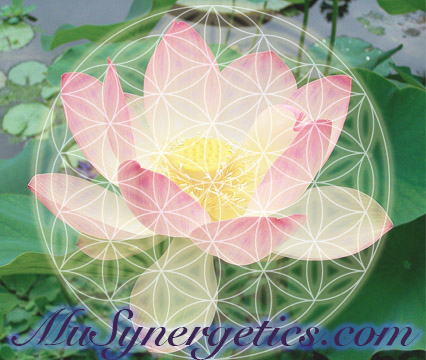 Sacred Lotus 100x Extract - Nelumbo nucifera Sacred Lotus 100x Extract - Nelumbo nucifera